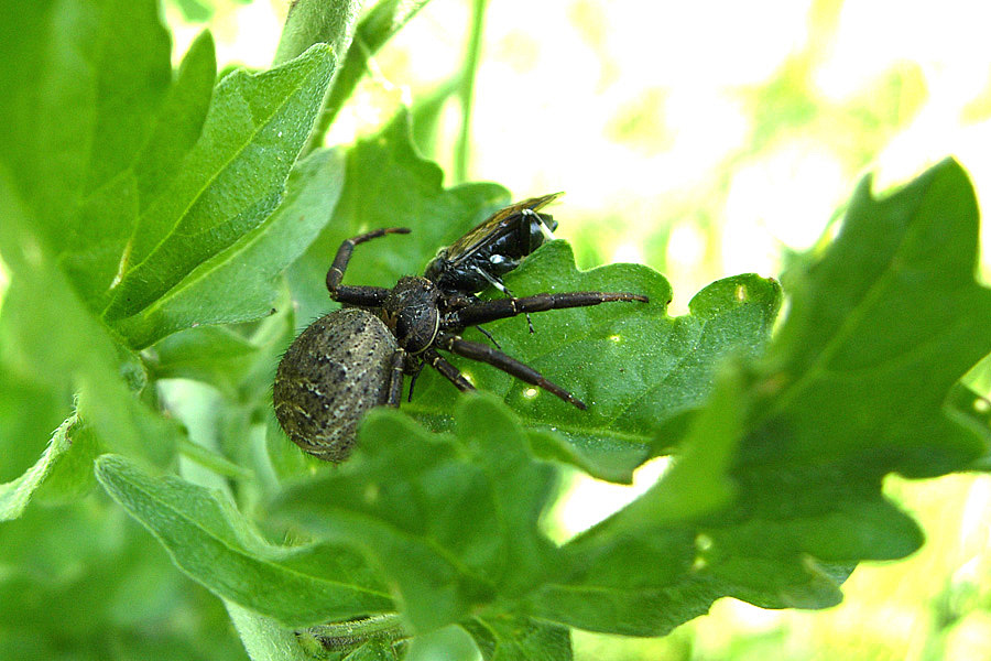 Xysticus sp